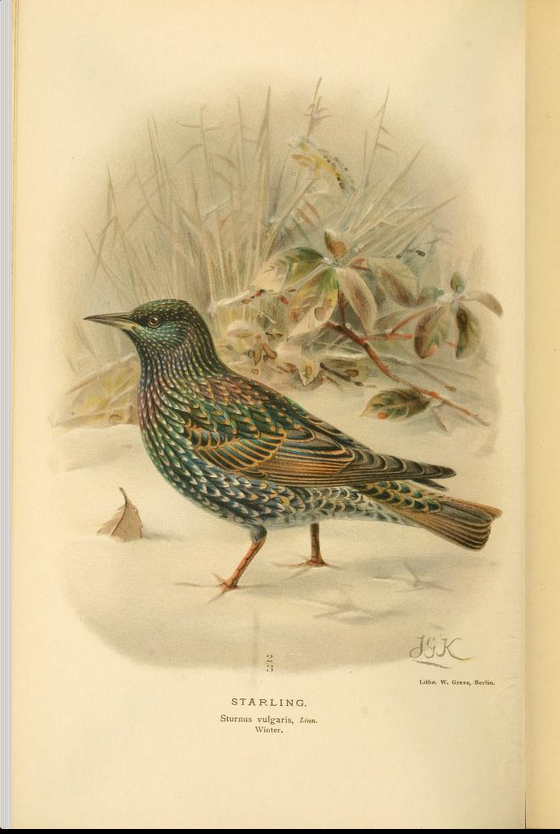 starling from Coloured Figures